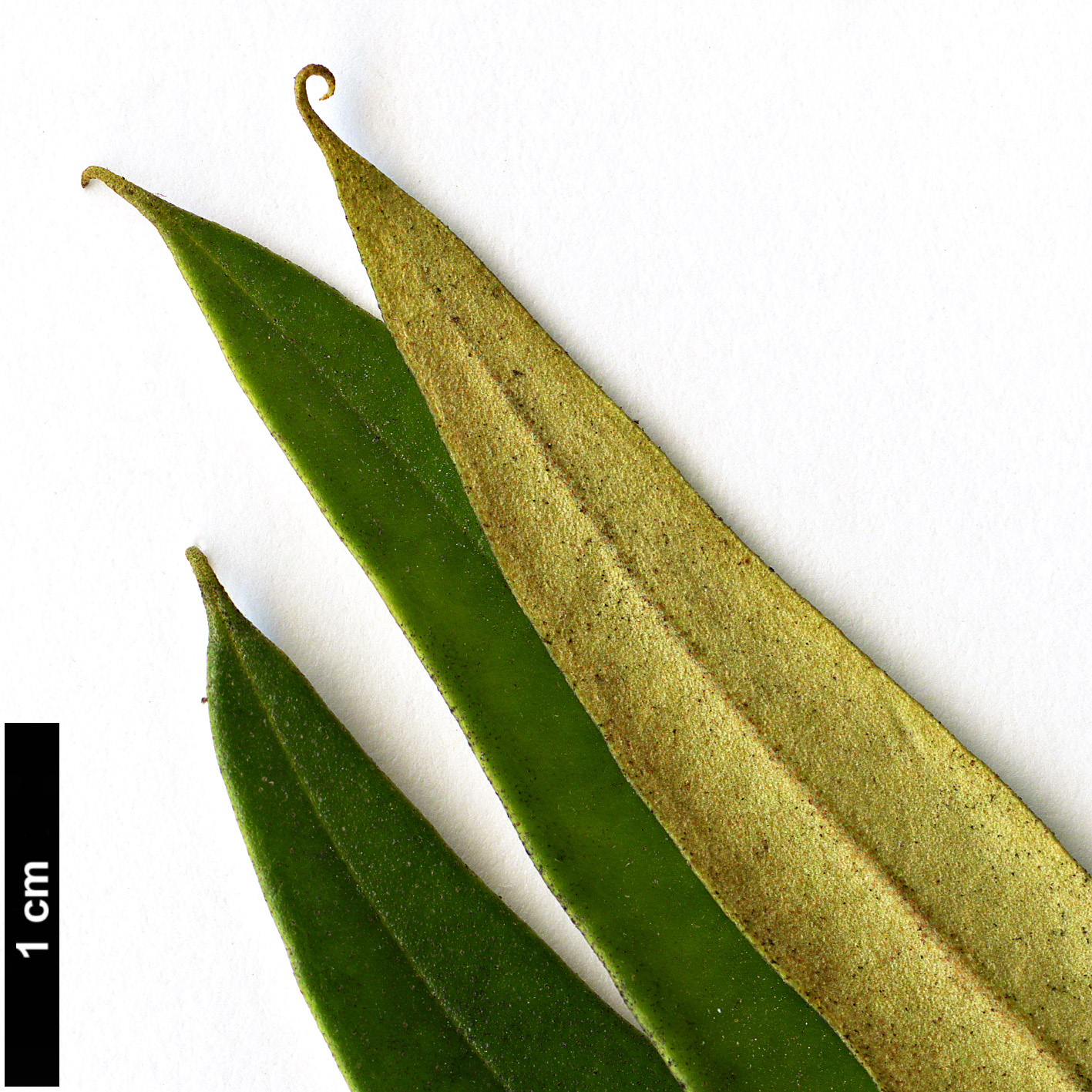 High resolution image: Family: Oleaceae - Genus: Olea - Taxon: europaea - SpeciesSub: subsp. cuspidata
